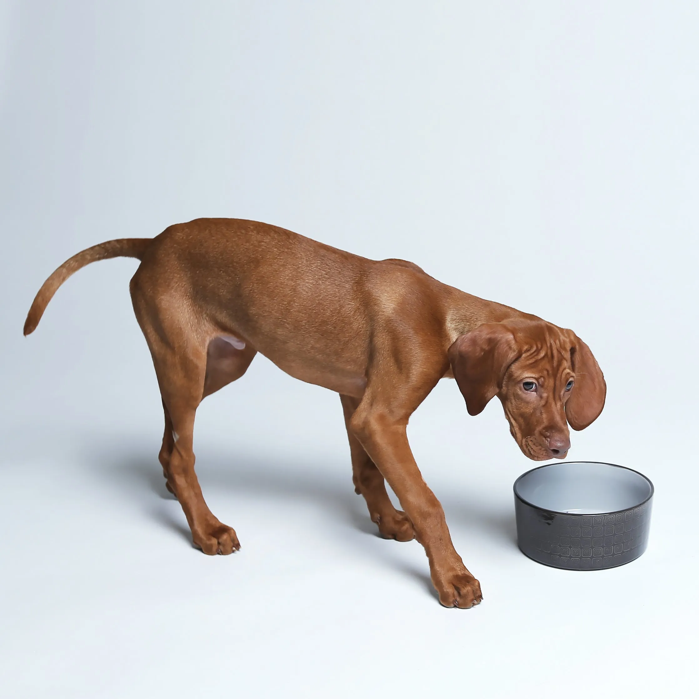 Cloud7 Dog Food and Water Bowl, Ferran Mocha