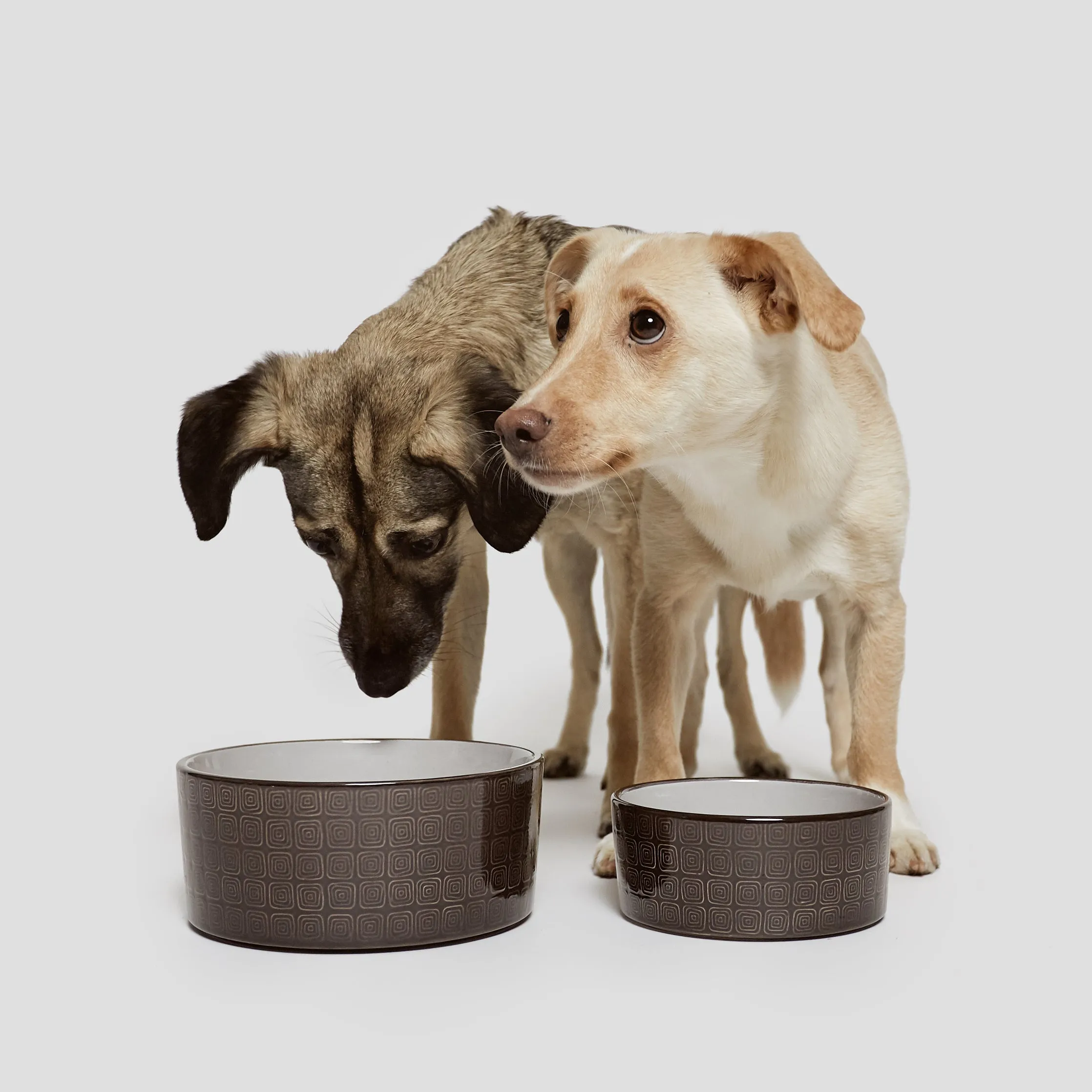 Cloud7 Dog Food and Water Bowl, Ferran Mocha